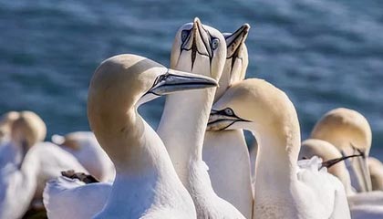 05/18 行情解析 BTC/ETH持续震荡 晚间谨慎再次探底！