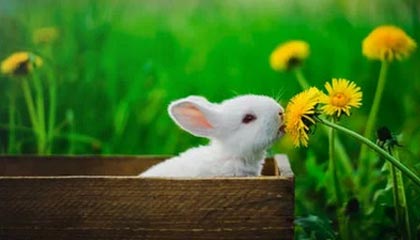 2018年瑞波币能超越比特币成为加密货币NO.1吗？