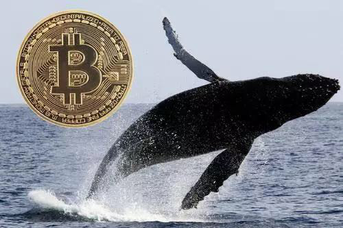比特币鲸鱼账户异动会影响数字货币行情方向<strong></p>
<p>比特币行情</strong>？