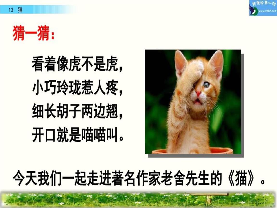 一猫币(一猫币多少钱)
