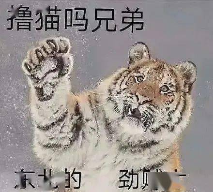 伯虎币(伯虎说舞蹈)