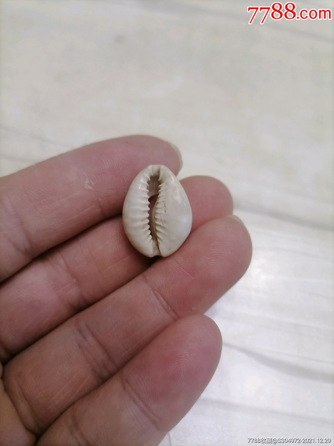 海贝币(海贝币假货)