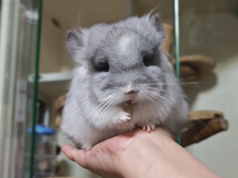龙猫币(龙猫币2024年最新消息)