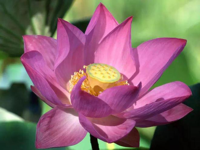 芙蓉币网(买不买苹果电脑)