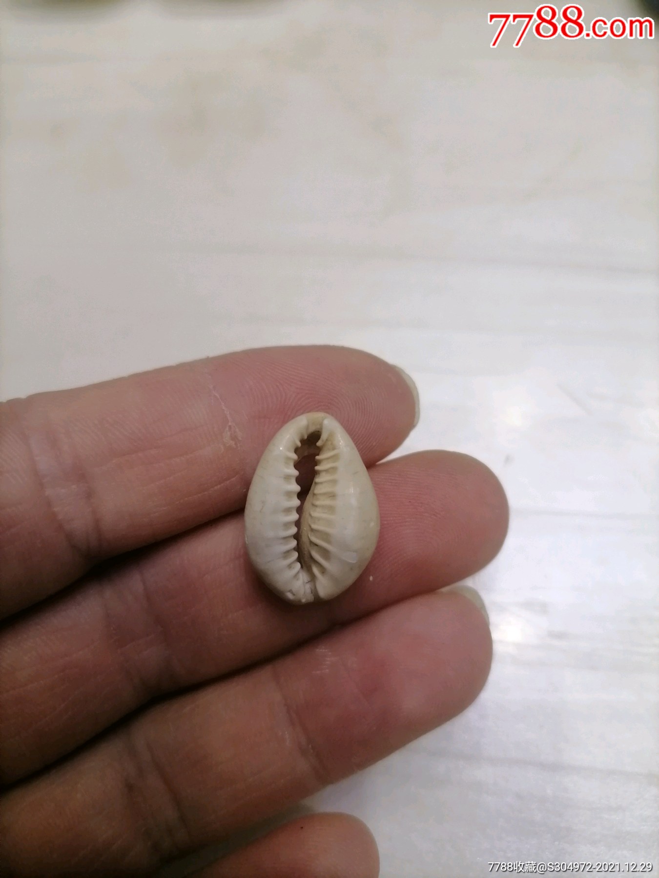 海贝币(海贝币图片)