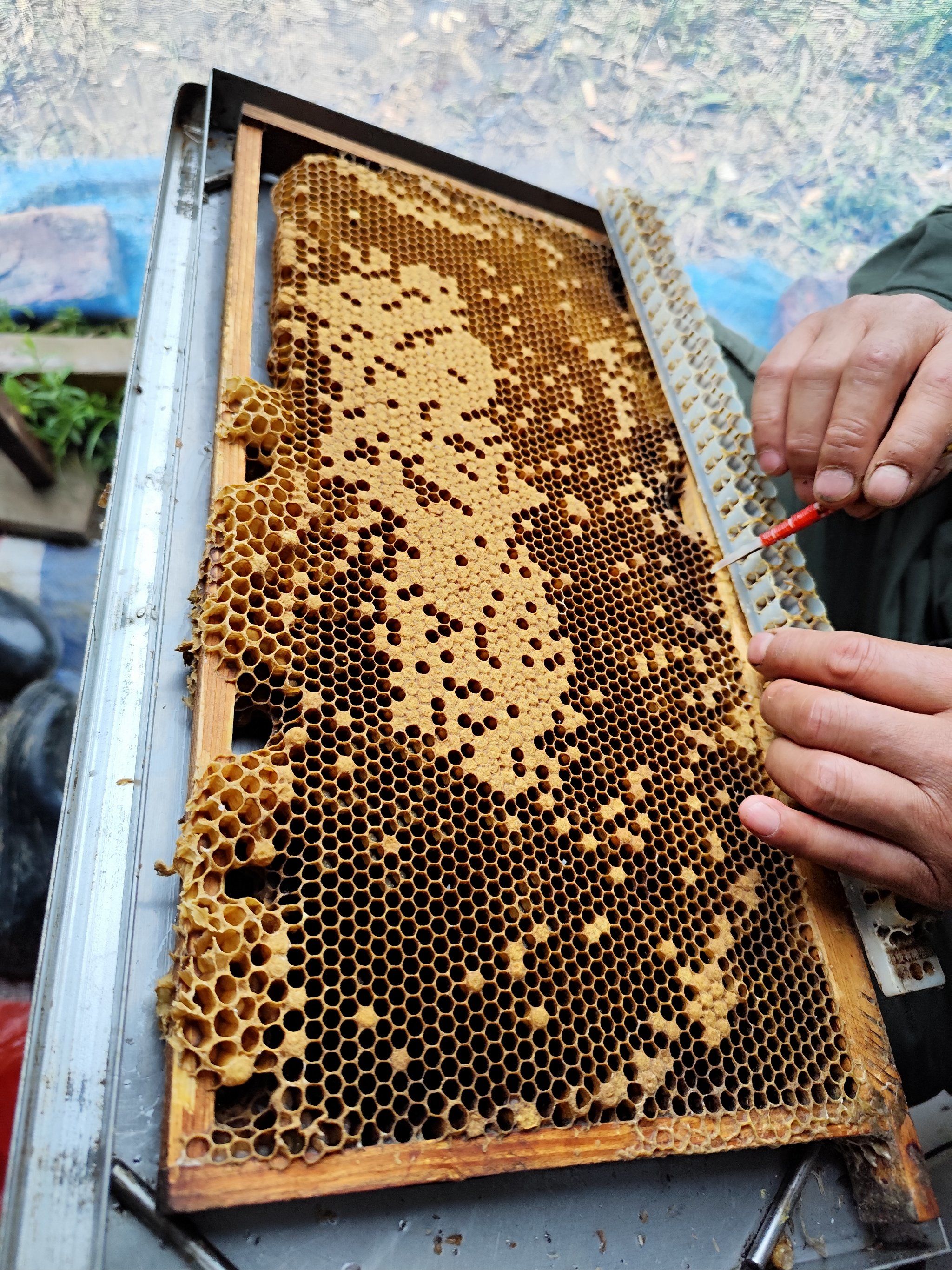 蜂蜜(蜂蜜放冰箱好还是放外面好)