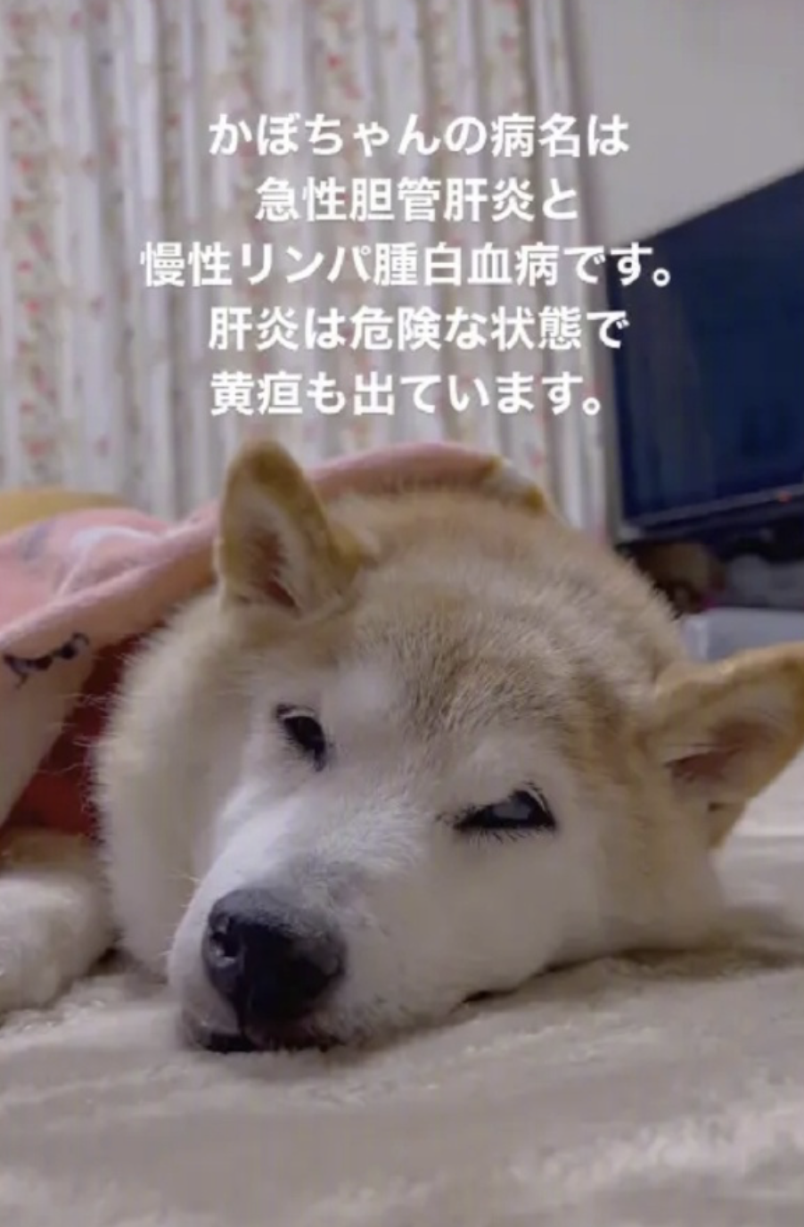 doge什么意思(doge什么意思网络用语)