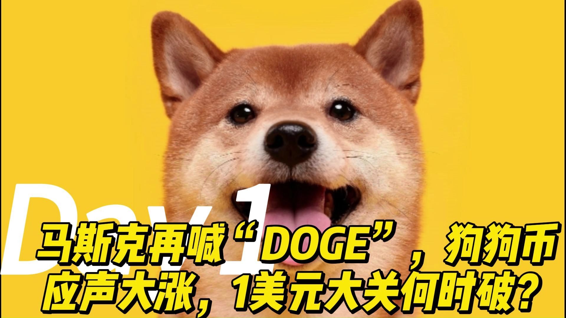 doge是什么意思(doge是什么意思网络词)
