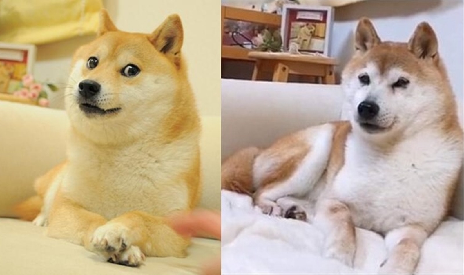 DOGE(doge价格今日行情)