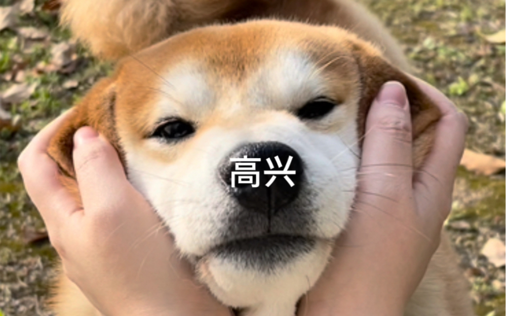 DOGE(dogecoin交易所下载安装官方新版本备用地址中国) DOGE(dogecoin交易所下载安装官方新版本备用地址中国)